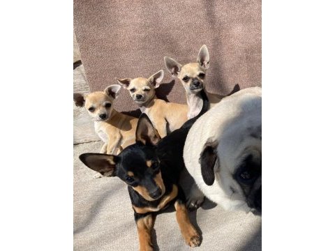 Mükemmel bebeklerimiz chihuahua