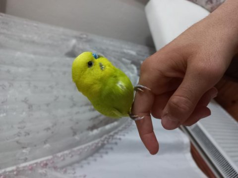 Erkek ve dişi satılık muhabbet kuşları