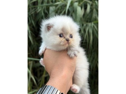 Exotic himalayan yavrularımız
