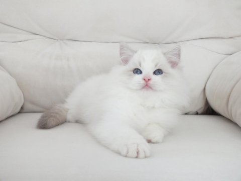 Full şecereli ragdoll yavruları