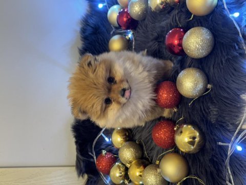 Orijinal pomeranian boo bebeğimiz