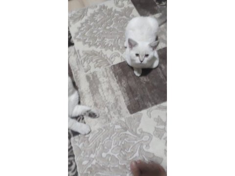 Çok uyguna british shorthair blue point