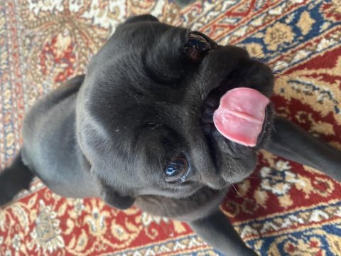 Pug mops 3 aylık erkek