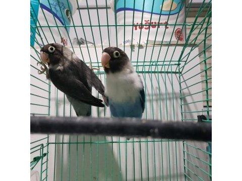 Yavru garantili damızlık maskeli personata takım kuşlar