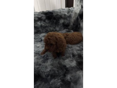 Sağlık ve ırk garantili ev yavrusu poodle