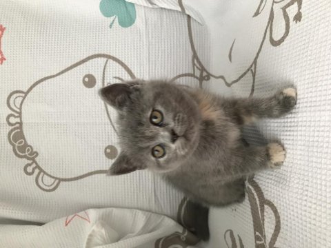 2 aylık orjinal sevimli british longhair kedimiz