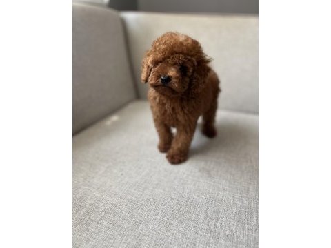 Kore kan toy poodle bebekler