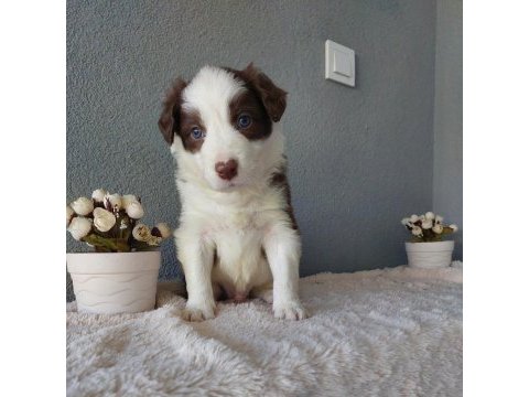 Border collie yavrular