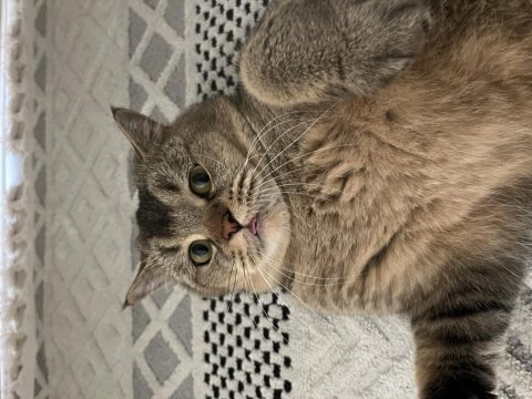 Ücretsiz british shorthair kedisi