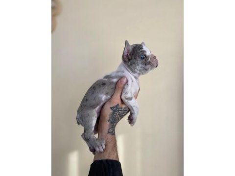A+ kalite french bulldog yavrularımız