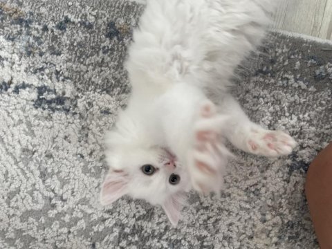 British longhair 5 haftalık