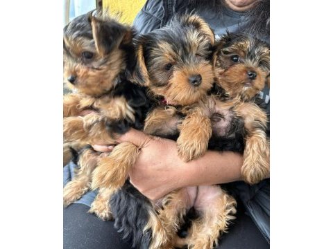 Yorkshire terrier 2 aylık 1 dişi 2 erkek