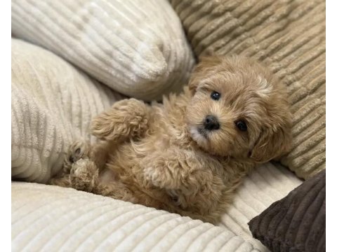 Çift renk özel kore maltipoo yavrular