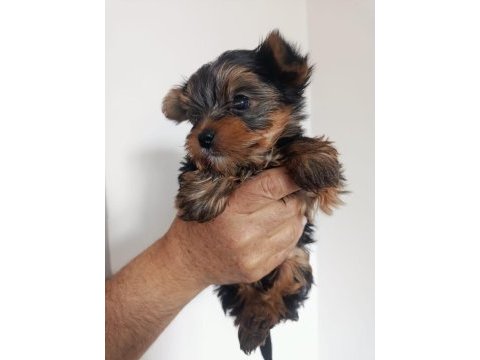 Yorkshire terrier erkek köpeğimiz