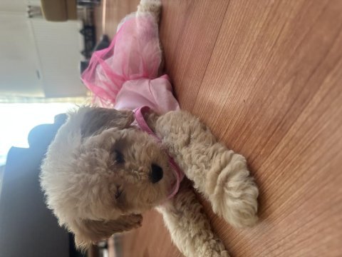 Dişi toy poodle yeni yuva arıyoruz