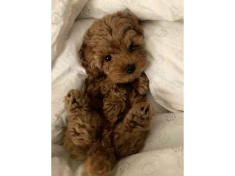 Kore maltipoo köpeklerimiz