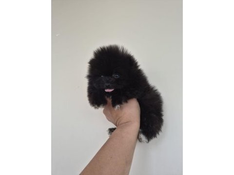 Pomeranian boo siyah yavru