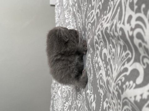 Yavru scottish fold bebeklerimize yuva