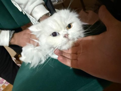 Bitiştir longhair dişi iki yaşında odd eyes