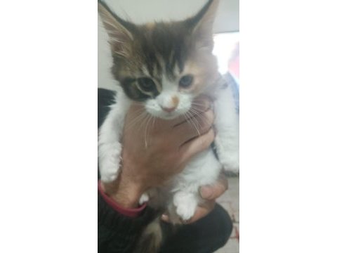 Maine coon dişi yavru 2 aylık