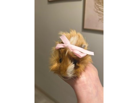 Çift guinea pig