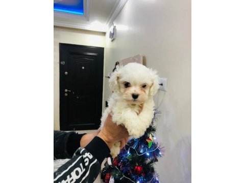 Maltese terrier