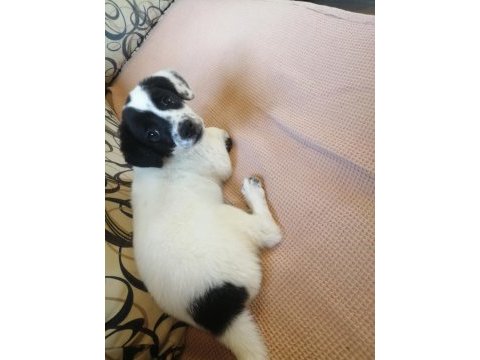 Jack russell uzun bacak
