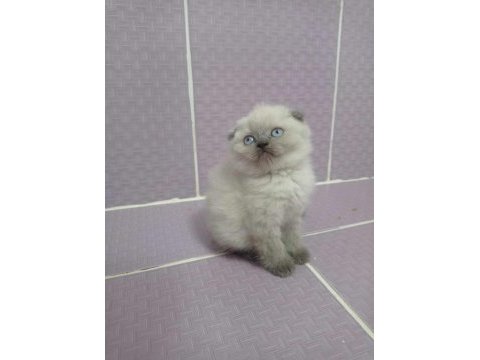 Scottish fold yavrular