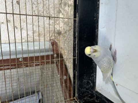 1 adet 2 aylık dişi rainbow muhabbet kuşu