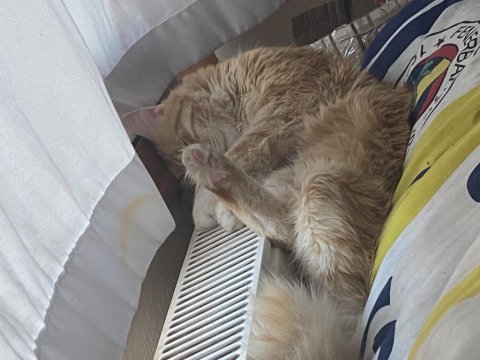 Geçici süreliğine kedime bakacak birini arıyorum