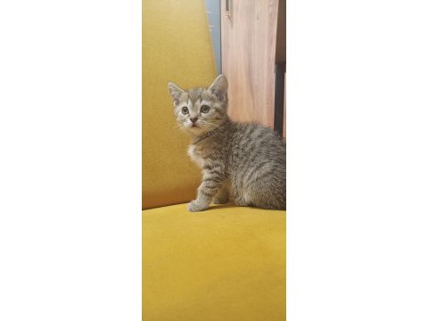 British shorthair 4 adet