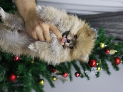 1 yaşında dişi pomeranian 2 kg