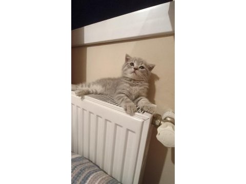 2 aylık yavru scottish fold erkek