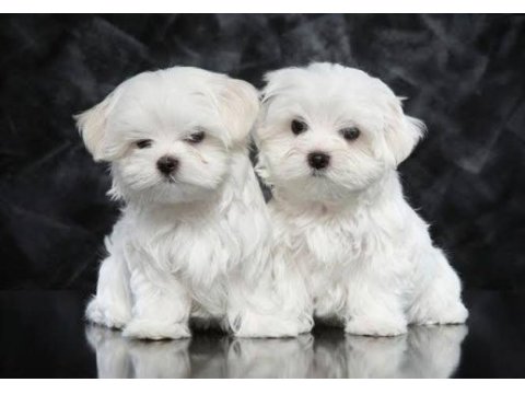 Maltese terrier büyümeyen sıfır no ev doğumlu