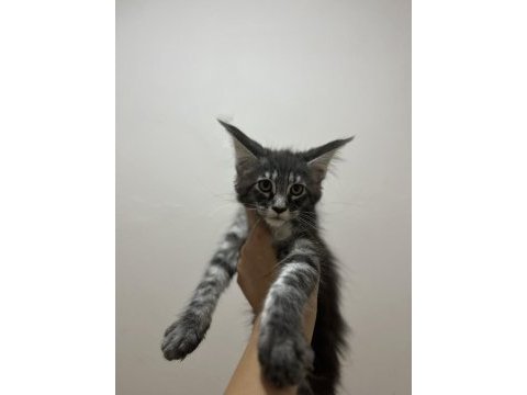 Şecere ve üretim izinli dev maine coon bebekler