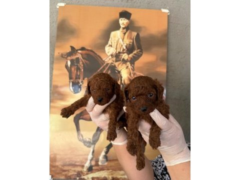 Korea poodle bebeklerimiz