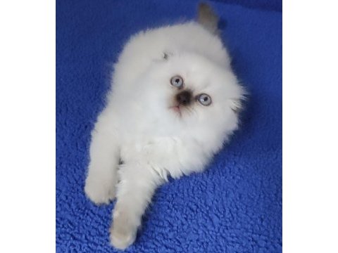 Teslime hazır mükemmel bir scottish fold