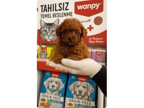 Kore poodle yavrularımız