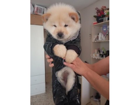Chow chow köpeği