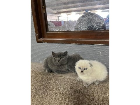 Bayram şekerleri kediler