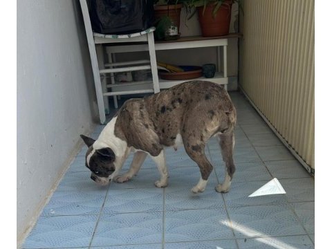 Balıkesir merkez french terrier dişi