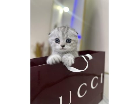 Uygun puanlı pamuk şeker scottish fold