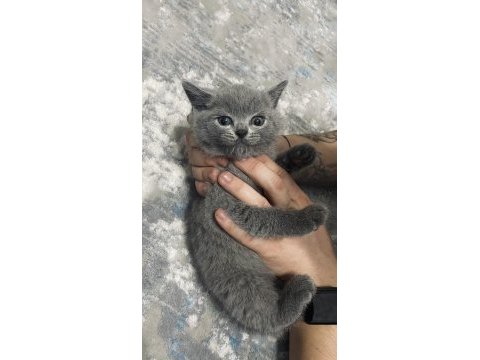 55 günlük erkek yavru british shorthair