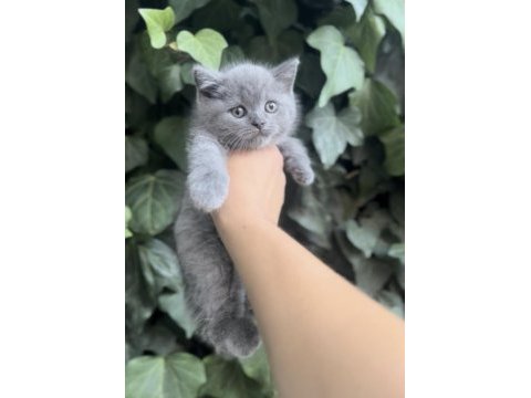 Safkan ayı surat british shorthair bebekler