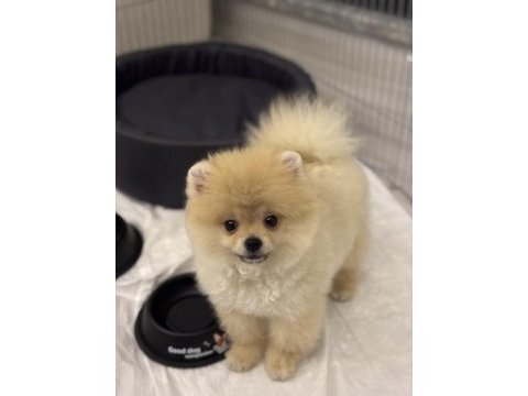 2.5 aylık dişi aşıları tam pomeranian boo