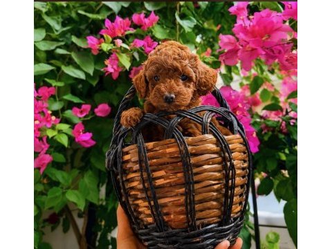 Garantili ev üretimi tertemiz toy poodle