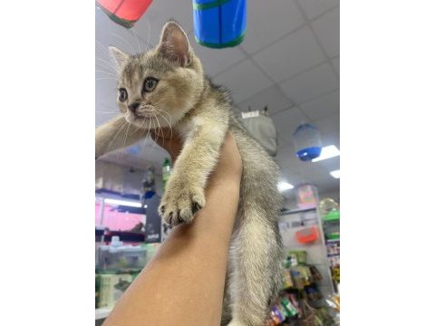 Yavru kedi