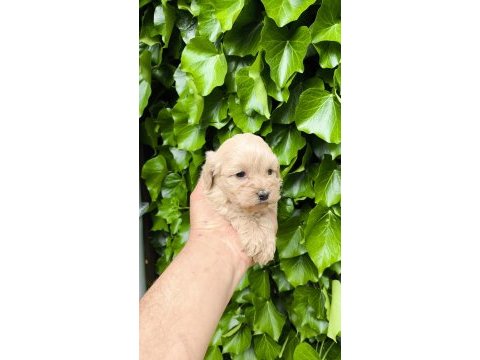 Maltipoo cinsi yavrular