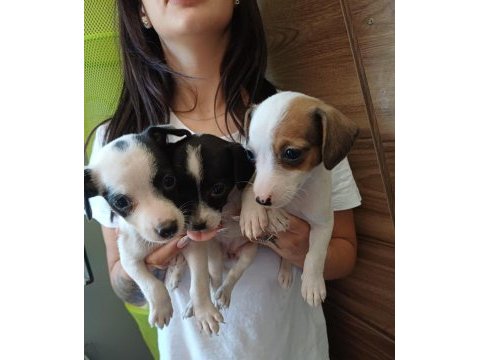 Jack russell yavru
