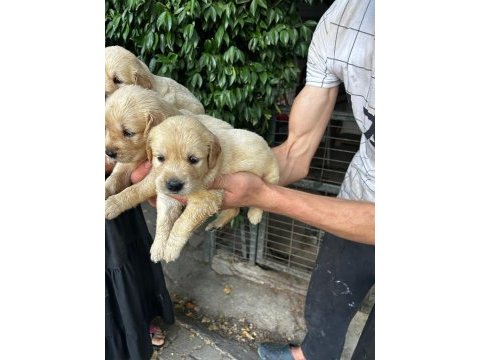 Golden retriever yavruları ücretsiz değildir